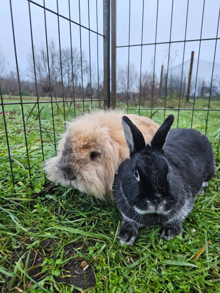 Mount & Fuji zoeken een huisje!, Meerdere dieren, Klein, 3 tot 5 jaar
