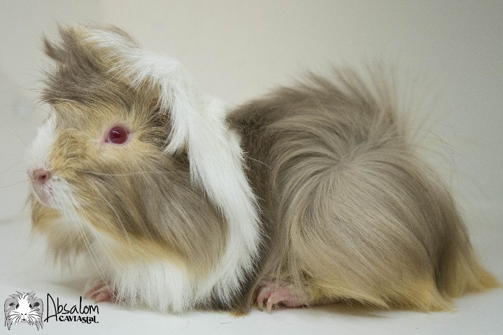 Lilac otter saffraan witte peruvian cavia, Dieren en Toebehoren, Cavia, Mannelijk, Mei, Tam