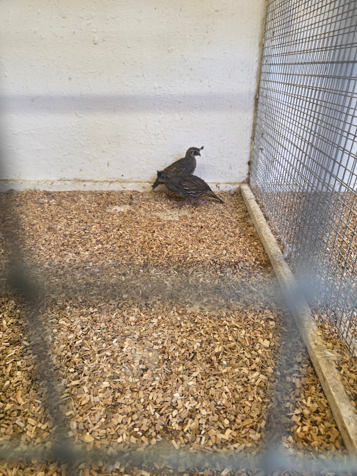 carlifornische kuuf kwartels, Meerdere dieren