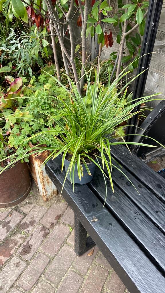 Carex Siergras - Groenblijvende Vaste Plant, Vaste plant, Siergrassen, Ophalen of Verzenden, Bloeit niet