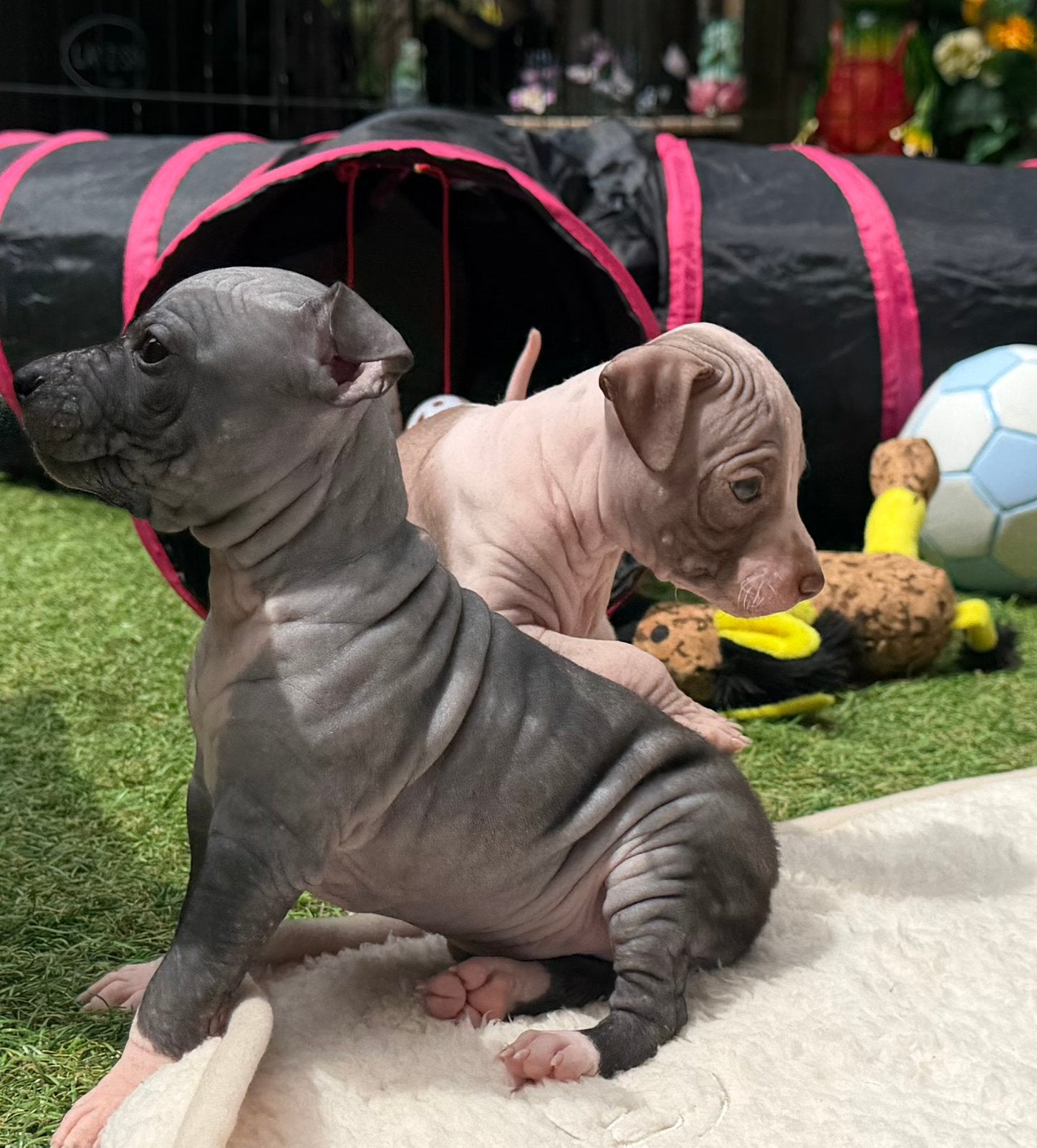 American Hairless Terrier / amerikaanse naakthond, Dieren en Toebehoren, Honden | Chihuahua's en Gezelschapshonden, Parvo, Nederland