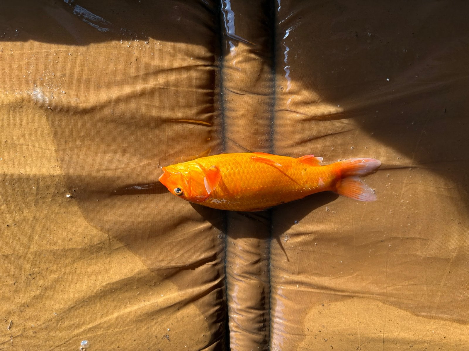 jonge koi, Vis