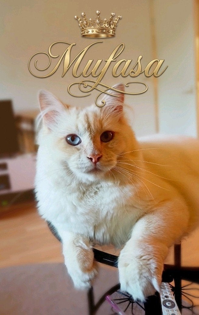 Staat ter Dekking: Cream Tabby Point Ragdoll ,Lilac dragend