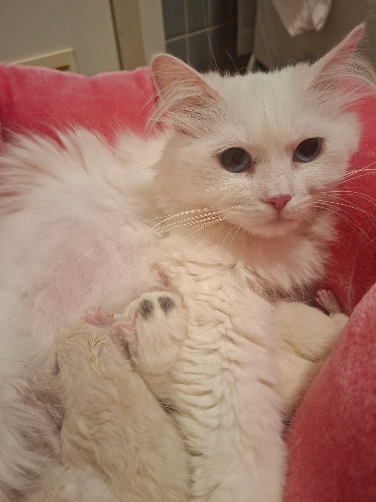 Siberische kittens beschikbaar, unieke Solid White!, Dieren en Toebehoren, Poes, Met stamboom, 0 tot 2 jaar