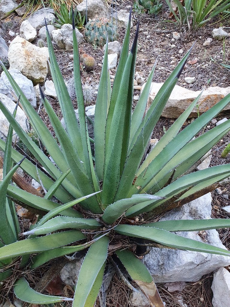 Agave  lechuguilla, Tuin en Terras, Ophalen of Verzenden, Bloeit niet, Overige soorten, Volle zon