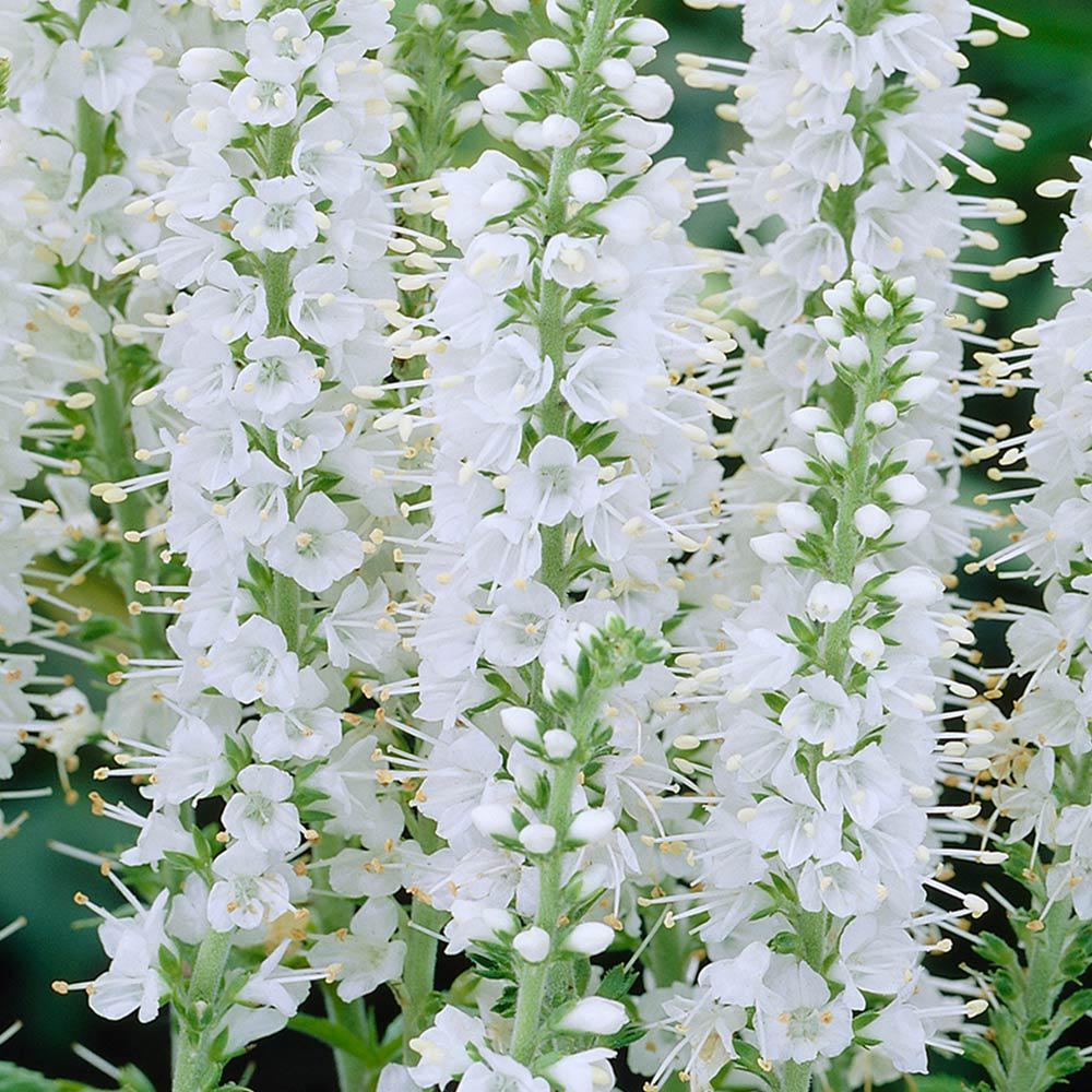 Veronica spicata 'Icicle' / Ereprijs P9 pot, Ophalen of Verzenden, Overige soorten, Halfschaduw