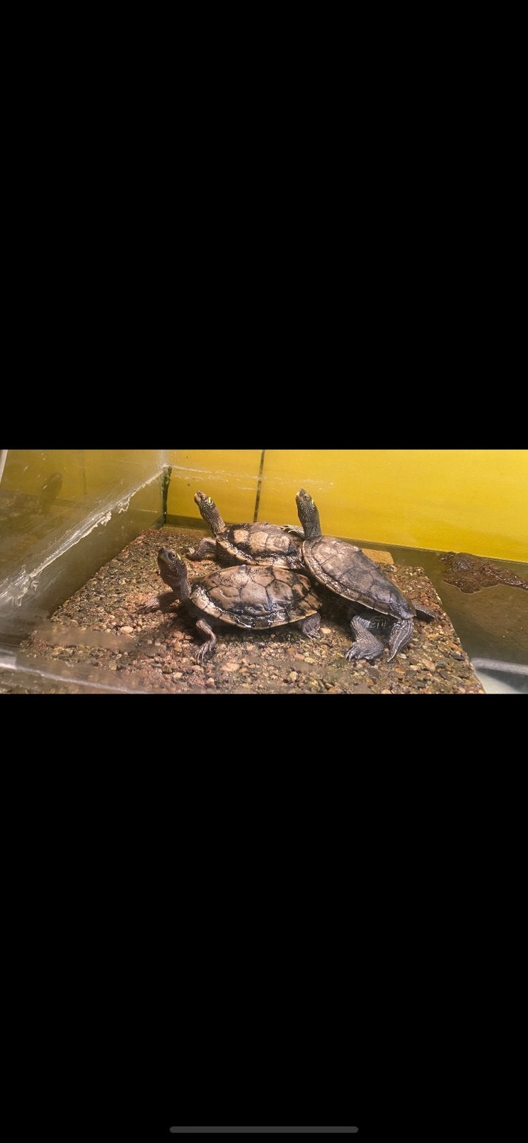 3 Geelwang schildpadden, Dieren en Toebehoren, Schildpad