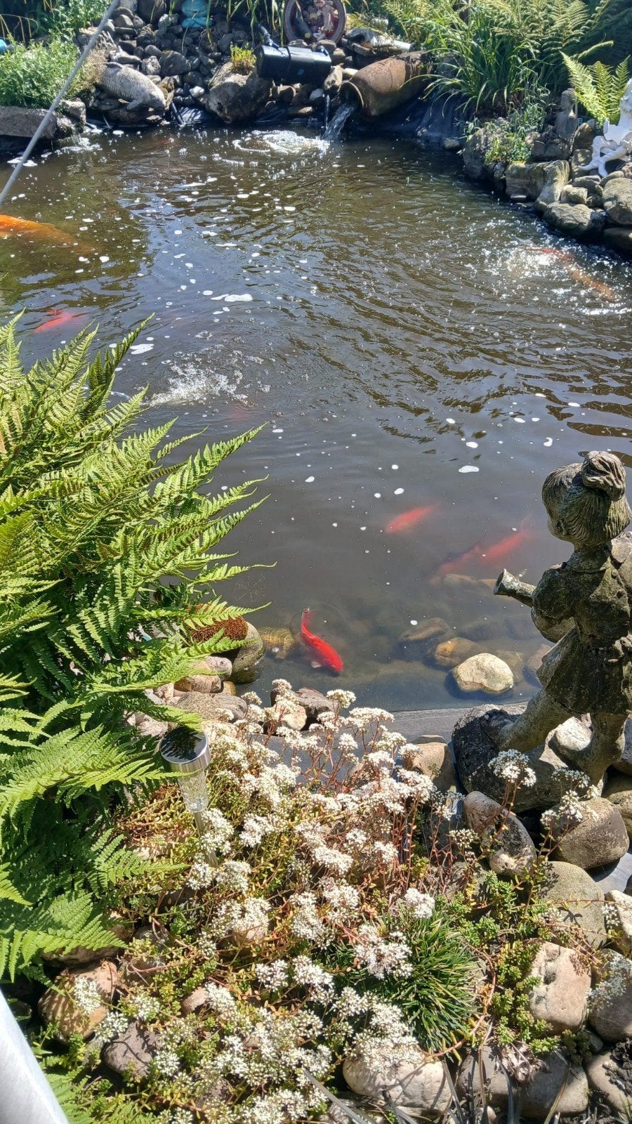 vijver vissen, Karper of Koi