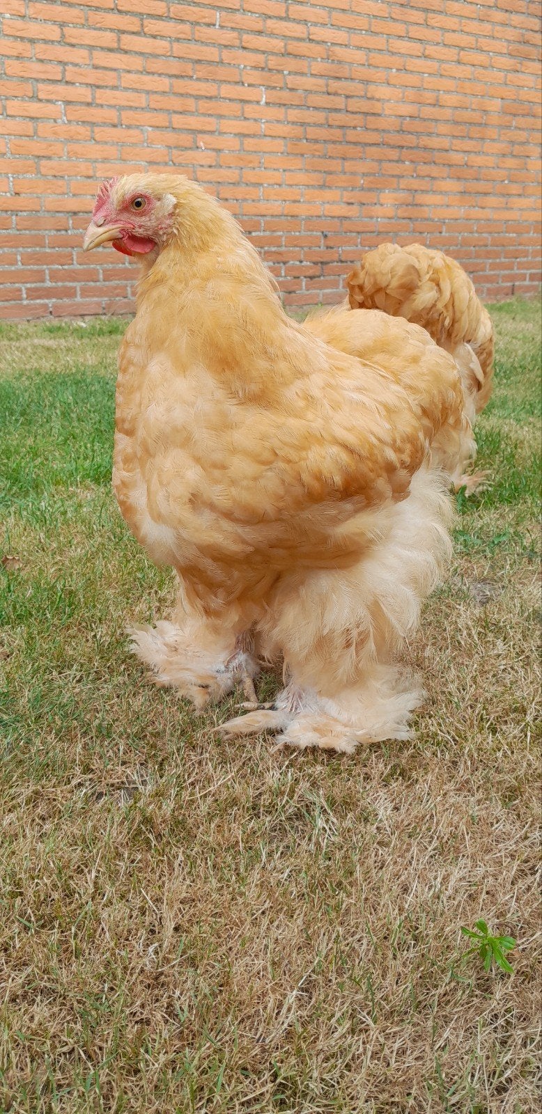 Cochin buff groot, Dieren en Toebehoren, Pluimvee, Mannelijk, Kip