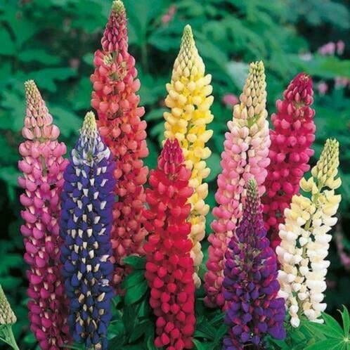 Lupine plantjes, Tuin en Terras, Planten | Tuinplanten, Volle zon, Vaste plant, Zomer, Ophalen