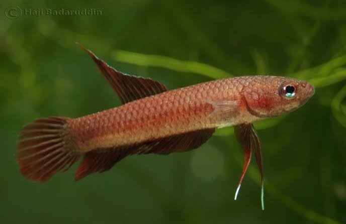 wilde betta rutilans, Vis, Zoetwatervis