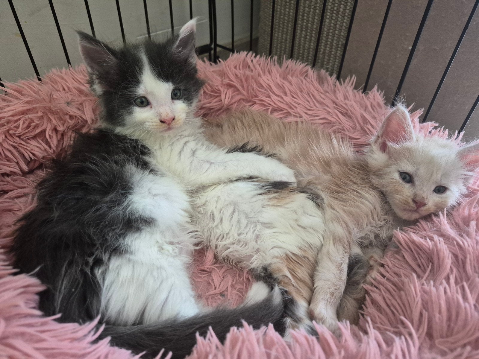 maine coon kater polydactyl, Kater, Gechipt, 0 tot 2 jaar