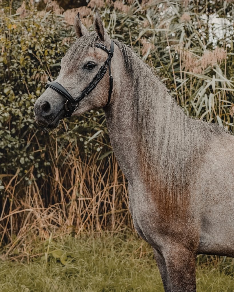 Super lieve 2,5 jarige Arabische volbloed e-pony, Dieren en Toebehoren, E pony (1.48m - 1.57m), Met stamboom, Ruin, Zadelmak
