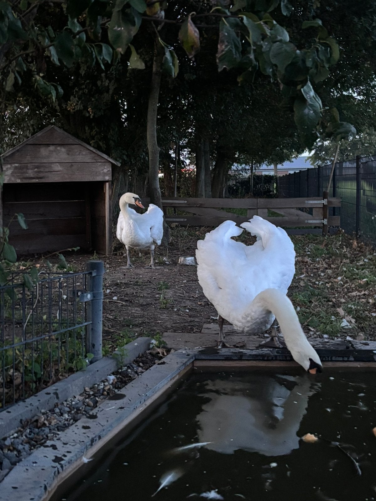 Koppel witte knobbelzwanen, Meerdere dieren, Gans of Zwaan
