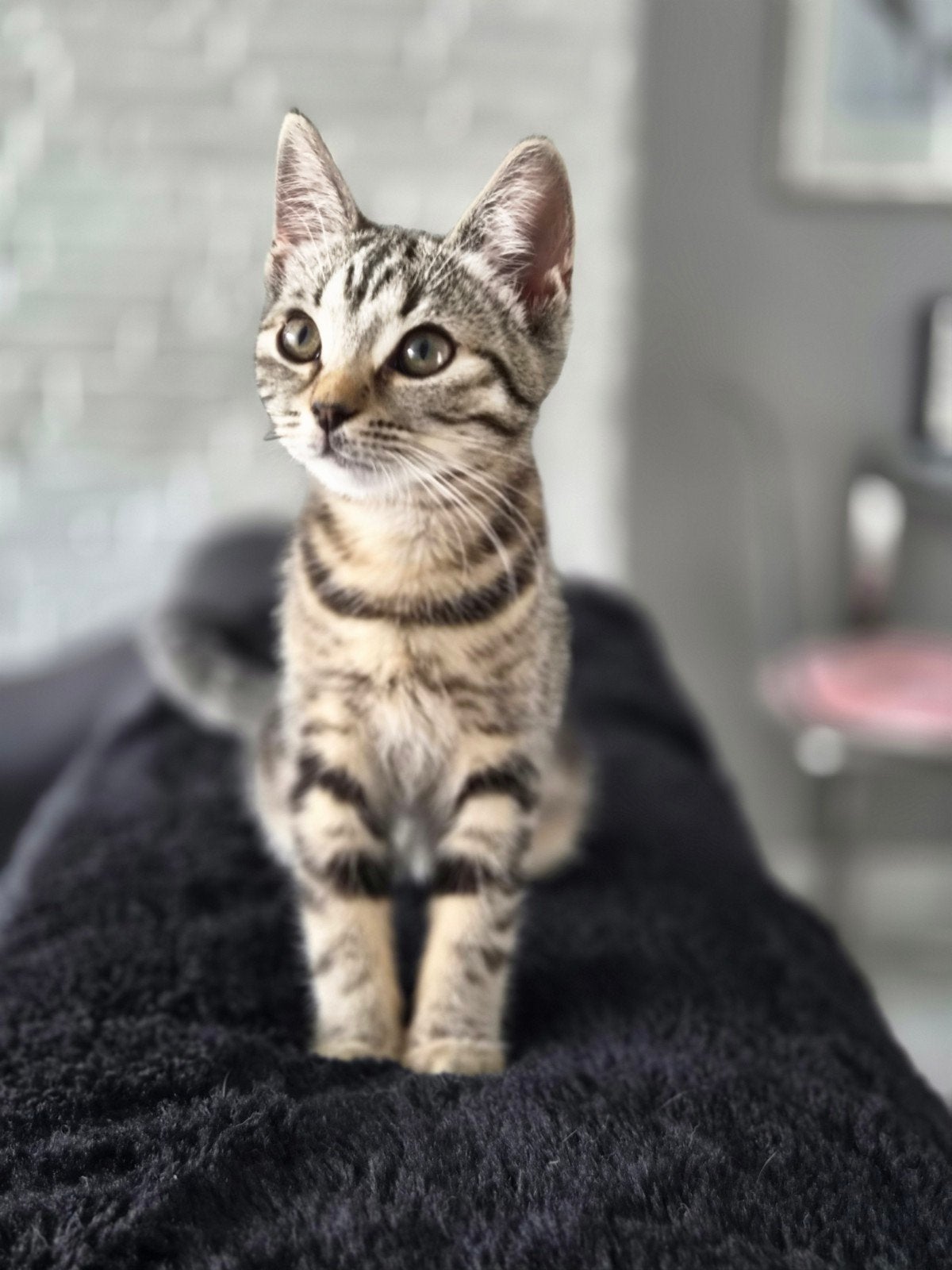 Britse Korthaar poes, Dieren en Toebehoren, Katten en Kittens | Raskatten | Korthaar, Poes, Ontwormd