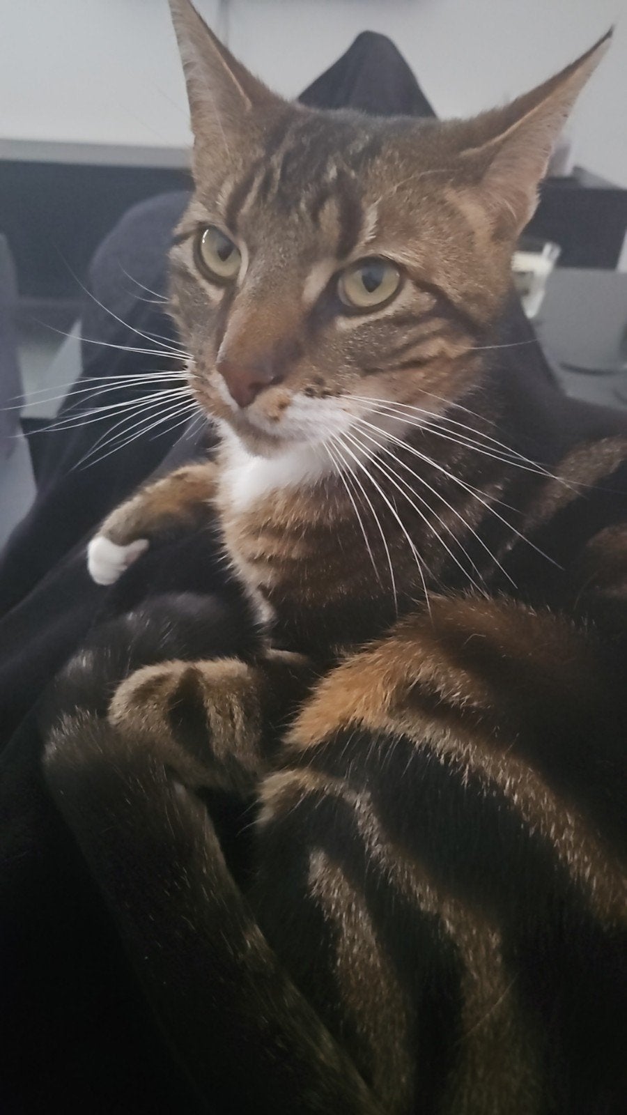 GRATIS!! Mooie boerenkat kater bijna 3 jaar-zie beschrijving, Kater, Kortharig, 3 tot 5 jaar