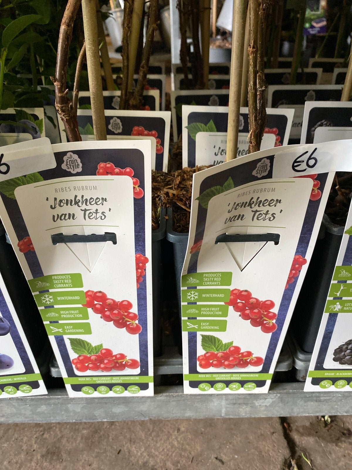 Rode bes 'Jonkheer van Tets' - Winterharde fruitplant, Tuin en Terras, Ophalen, Volle zon, Vaste plant, Fruitplanten