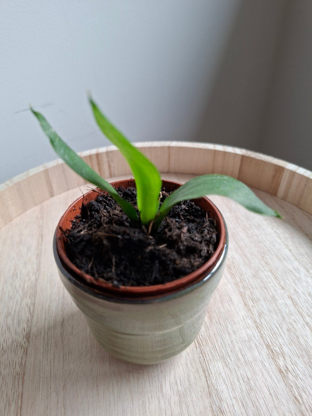 Sansevierie in potje, Kleine groene plant in potje, Ophalen, Vaste plant, Overige soorten, Halfschaduw