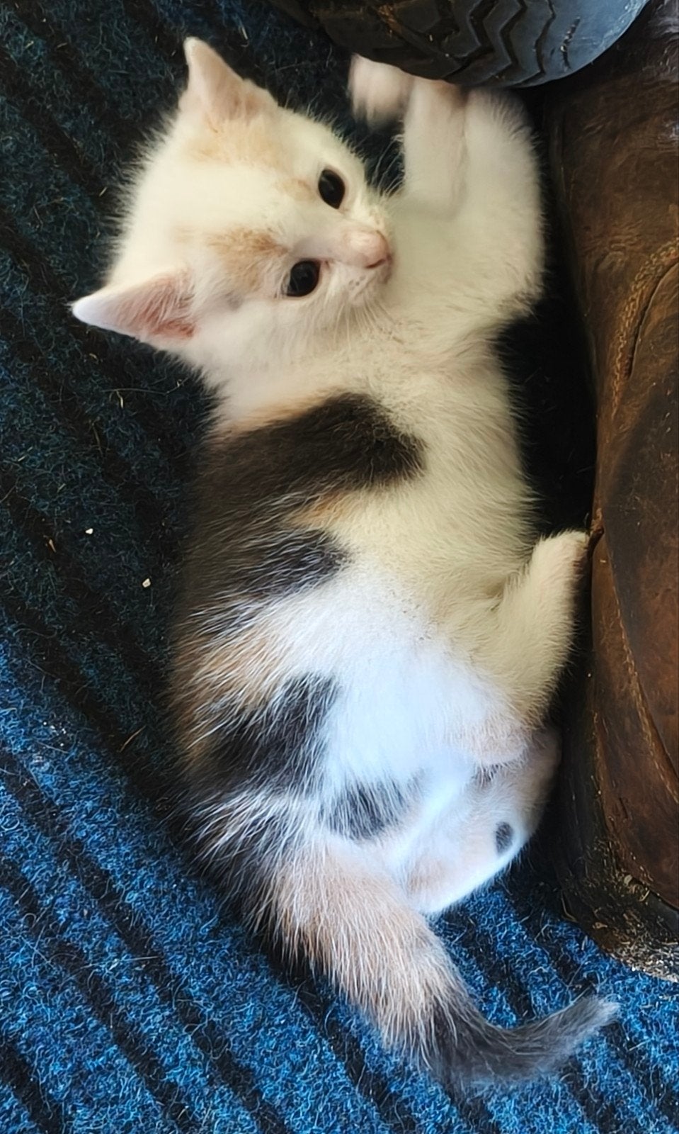 lieve speelse kitten grijs lapje, Dieren en Toebehoren, Katten en Kittens | Overige Katten, Poes, Langharig, 0 tot 2 jaar