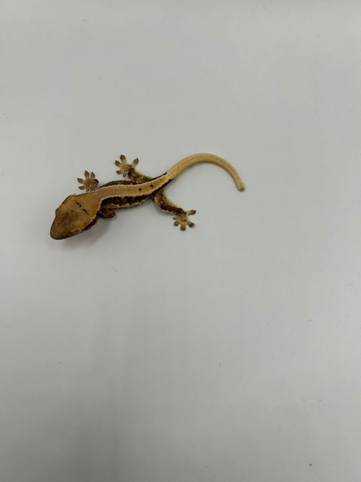 Wimpergekko 0.0.1 Lilly white, Dieren en Toebehoren, Hagedis, Tam, 0 tot 2 jaar