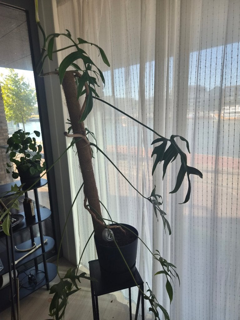 Philodendron Pedatum, Ophalen, In pot, Halfschaduw, Minder dan 100 cm