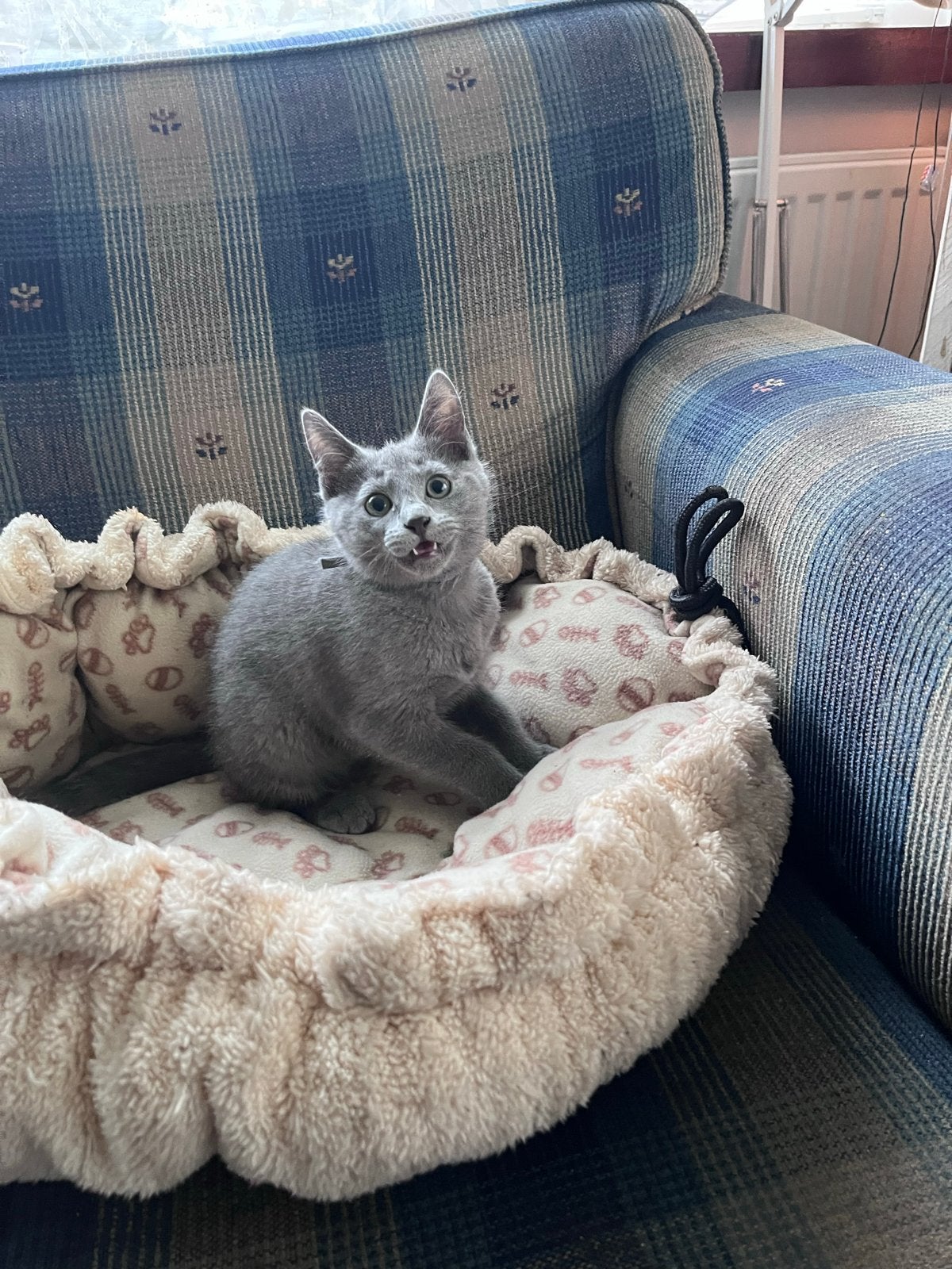 Blauwe Rus kitten met stamboom, Dieren en Toebehoren, Poes, Met stamboom