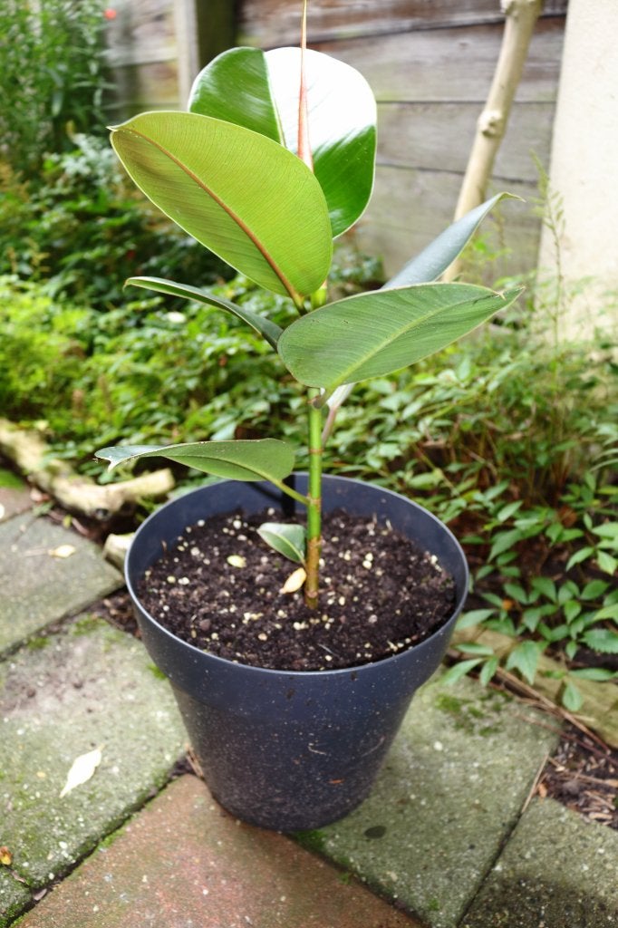 Ficus Robusta, Ficus, Ophalen of Verzenden, In pot, Minder dan 100 cm