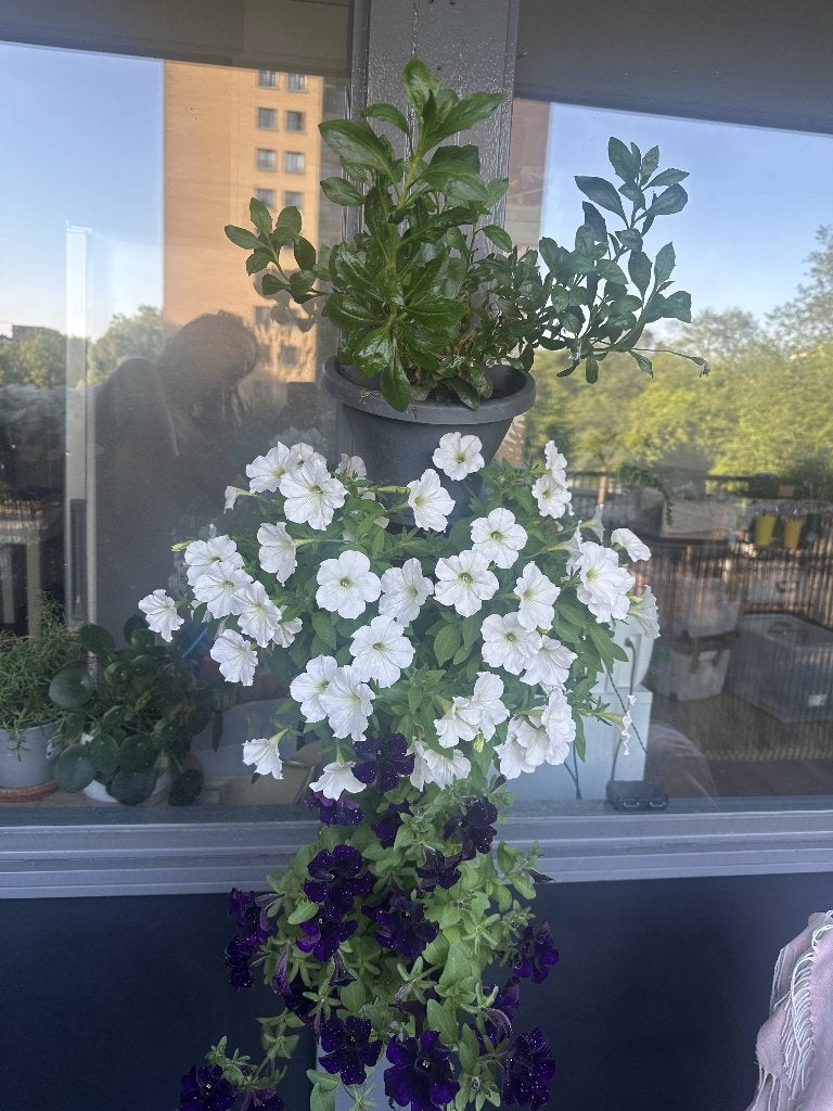 White & Purple Trailing Petunias in Elho Planter, Kunststof, Zo goed als nieuw, Balkon, Overige vormen