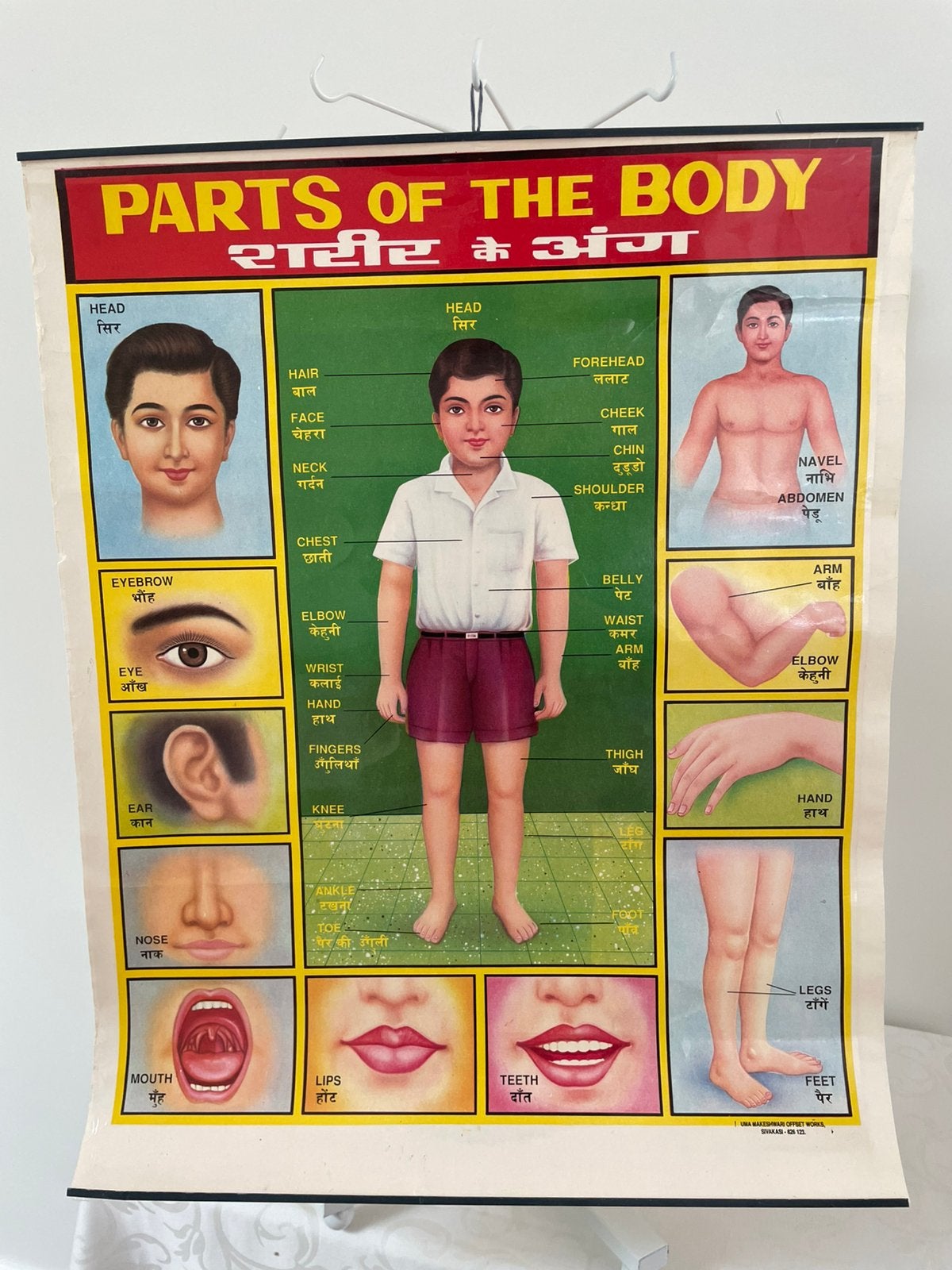 Parts of the body vintage schoolplaat, Ophalen of Verzenden, Natuur en Biologie