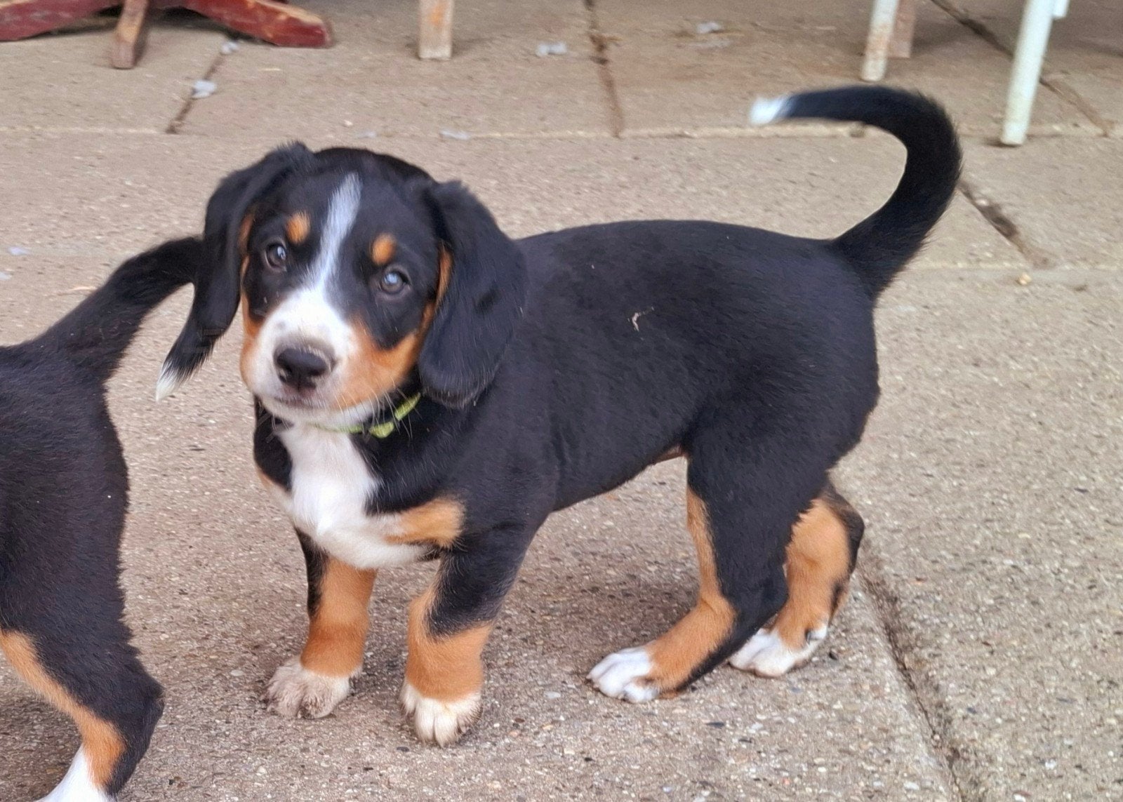 Entlebucher Sennenhond 5 pups, Overige rassen, 8 tot 15 weken, Parvo, Meerdere