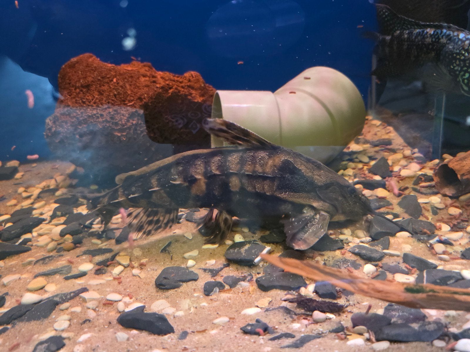 Megalodoras uramoscopus aquarium vis, Dieren en Toebehoren, Vissen | Aquariumvissen, Vis