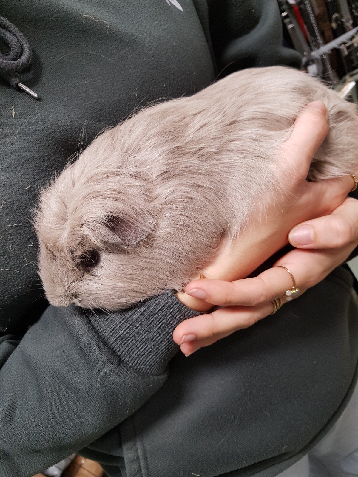 prachtige zilver/lavendel beer, Cavia, Mannelijk, Tam, Oktober