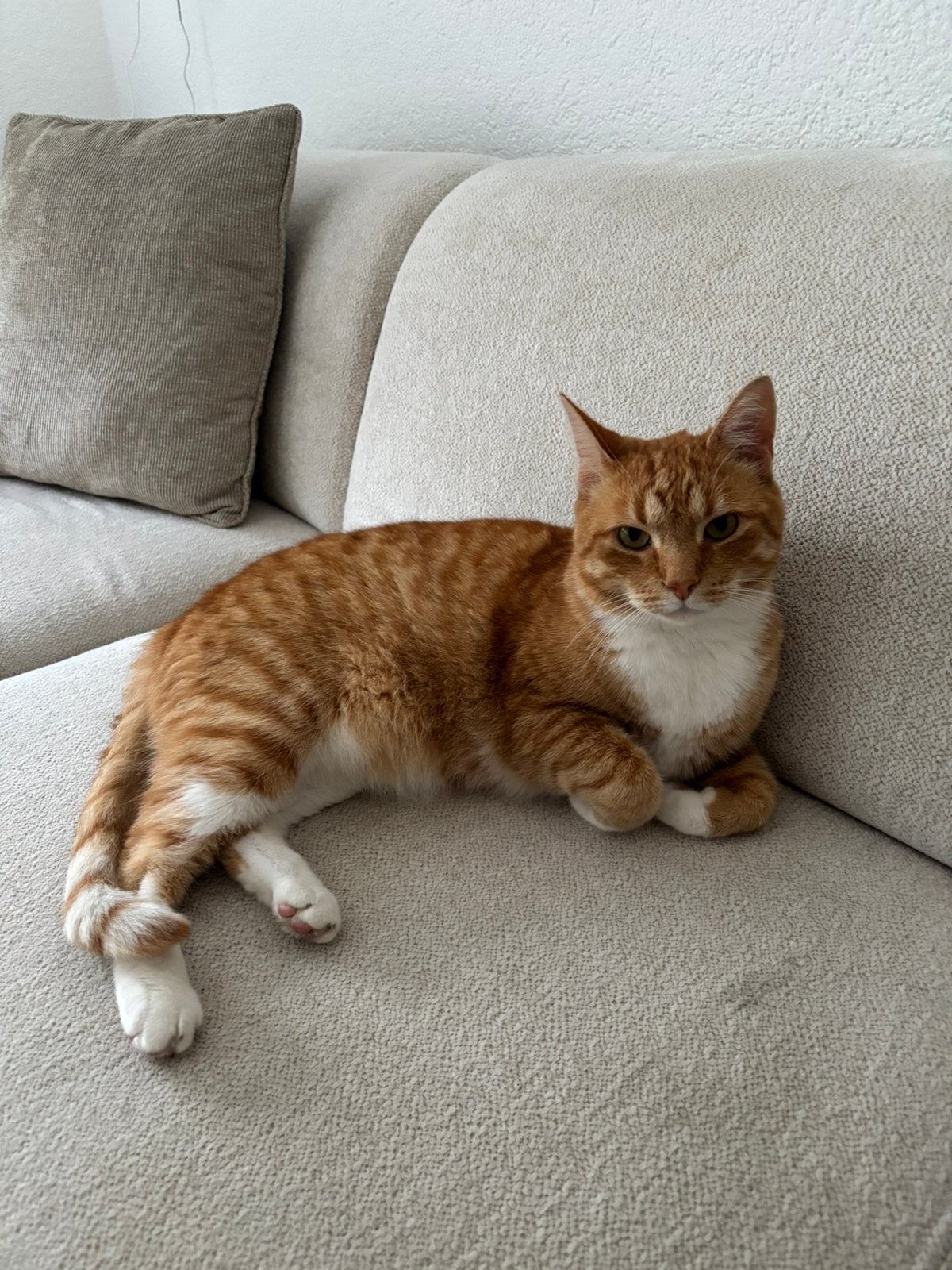 Rode kater, Dieren en Toebehoren, Kater