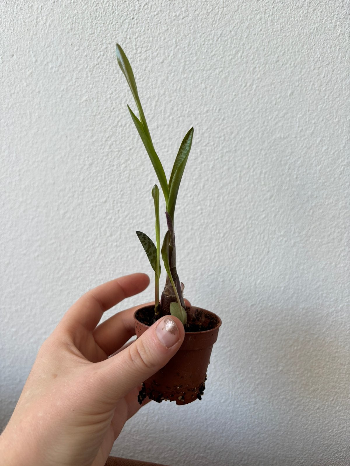 Ledebouria Socialis plantje #1, Ophalen, Overige soorten, Halfschaduw, Minder dan 100 cm