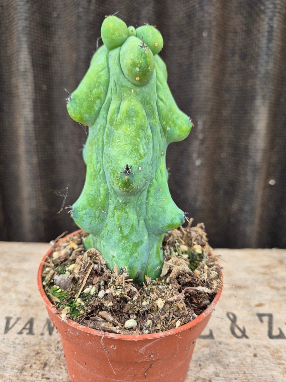Cactus Myrtillocactus geometrizans Fukurokuryuzinboku (1), Huis en Inrichting, Kamerplanten, Ophalen of Verzenden, Cactus, Volle zon