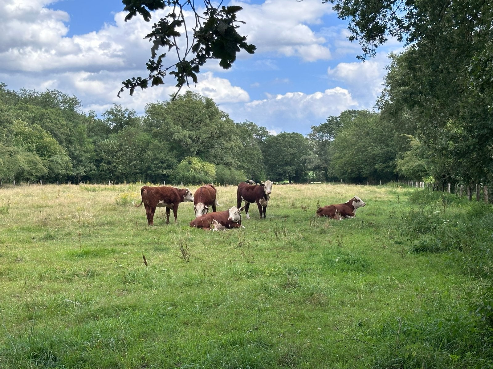 Melk- en Vleesveehouders gezocht voor Wagyu F1-programma, Mannelijk
