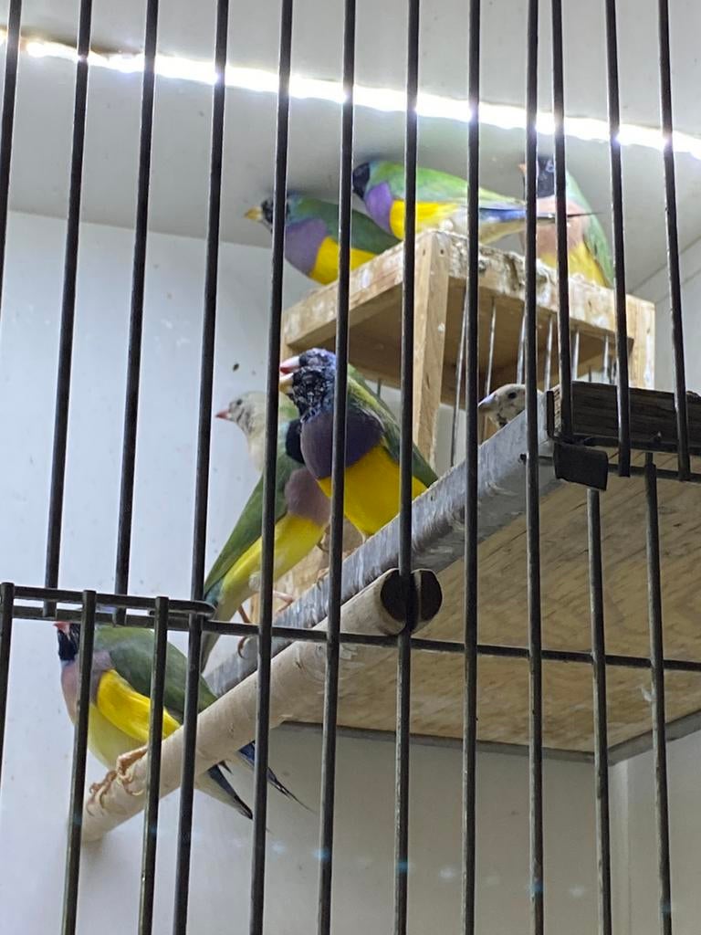 11 Jonge Gouldamadines, Dieren en Toebehoren, Meerdere dieren, Tropenvogel
