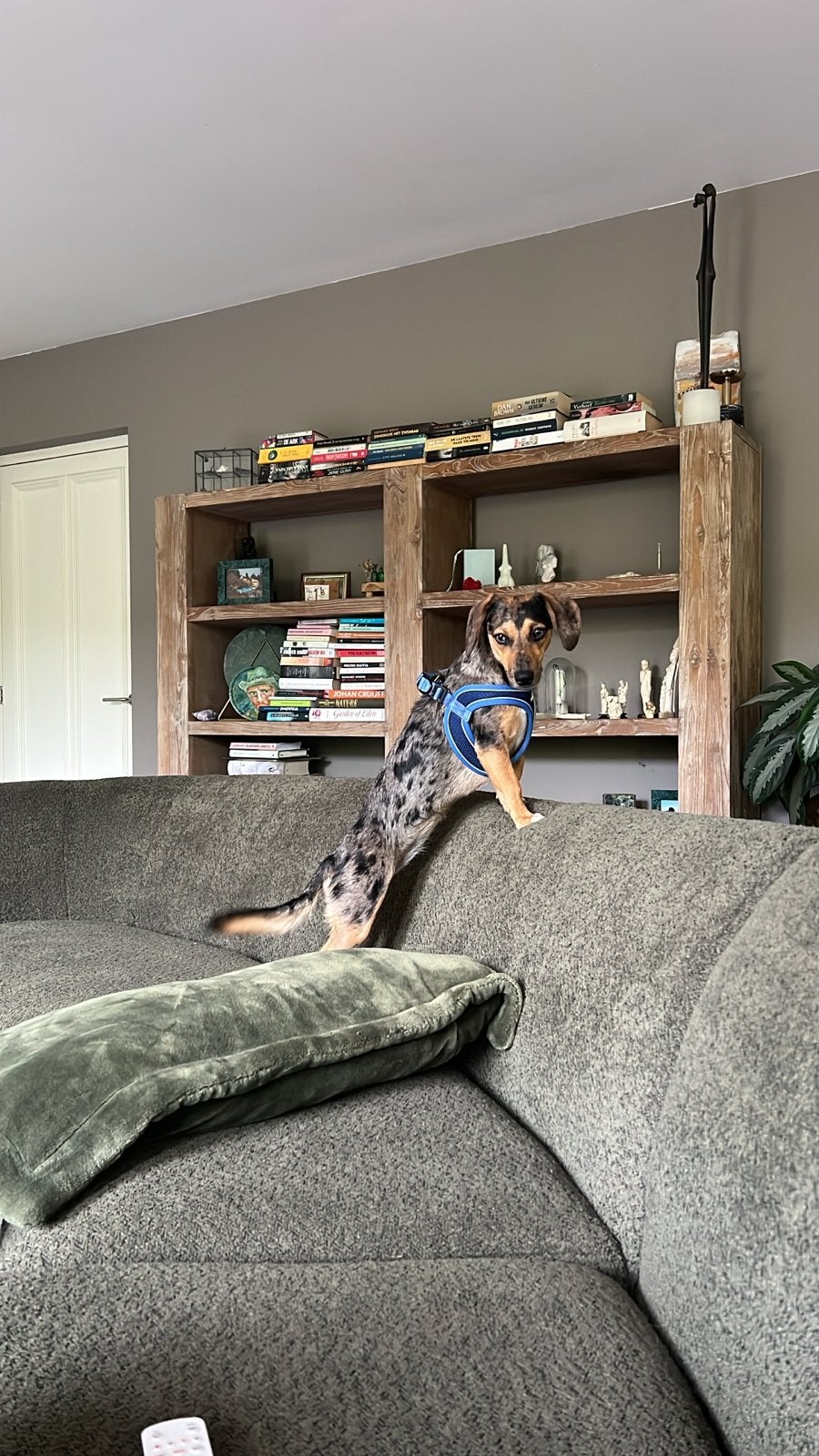 Teckel -jack russel mix, Standaard, 15 weken tot 1 jaar, Korthaar, Teef