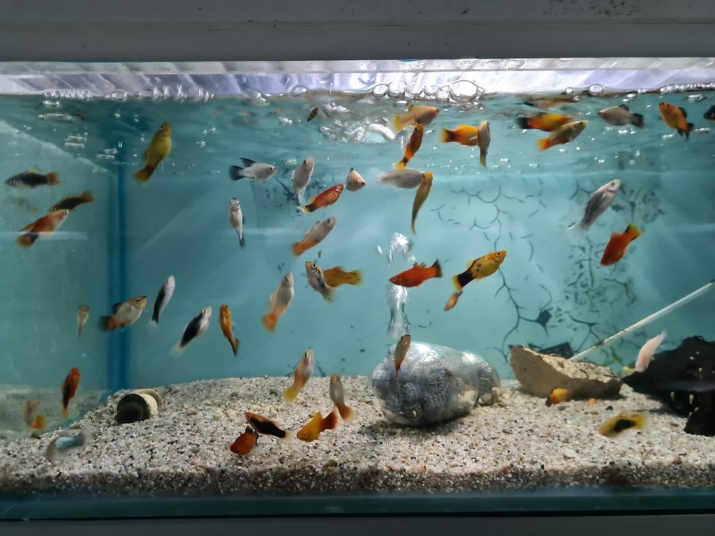 Platy, Xiphophorus Maculatus, Platy's, Vis, Zoetwatervis