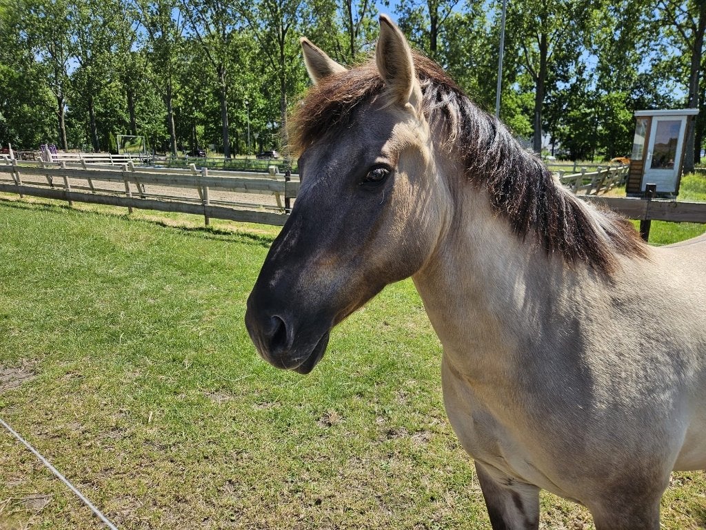 Knappe Konik pony te koop, Dieren en Toebehoren, Ruin, C pony (1.27m tot 1.37m), 7 tot 10 jaar, Recreatiepony