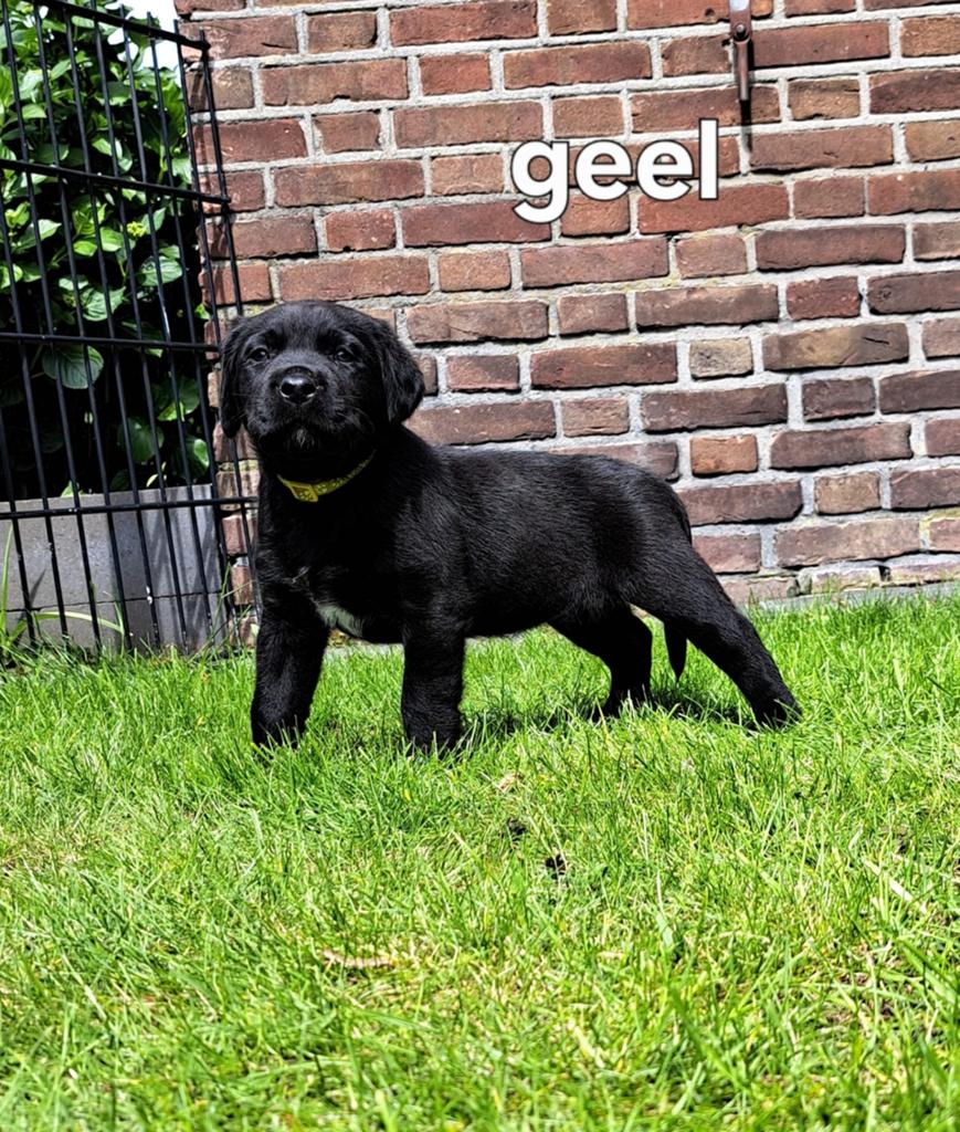 Te koop aangeboden  10  labrador  pups. 5 weken oud, 8 tot 15 weken, Meerdere, Meerdere dieren, Nederland