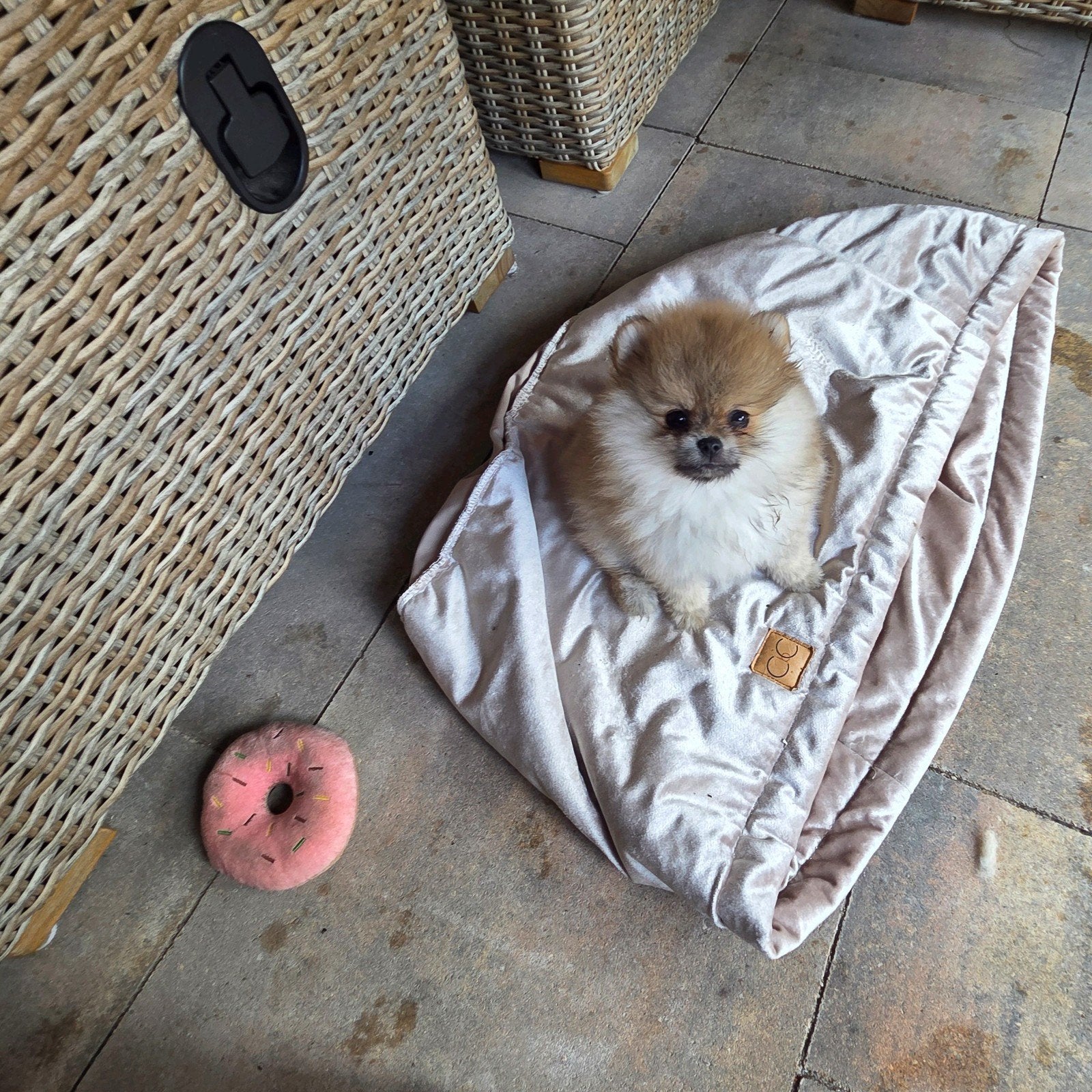 Pomeriaan | pomeranian | dwergkees pup bearface teefje mini, Dieren en Toebehoren, Honden | Poolhonden, Keeshonden en Oertypen