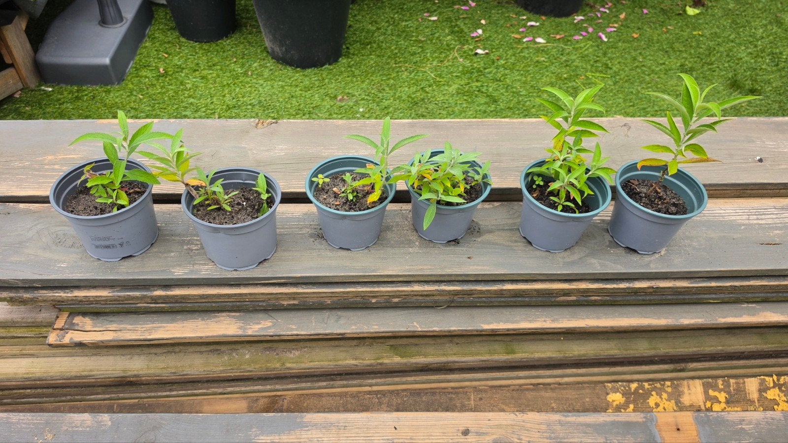 Vlinderplant, Tuin en Terras, Planten | Tuinplanten, Ophalen, Vaste plant, Overige soorten, Volle zon