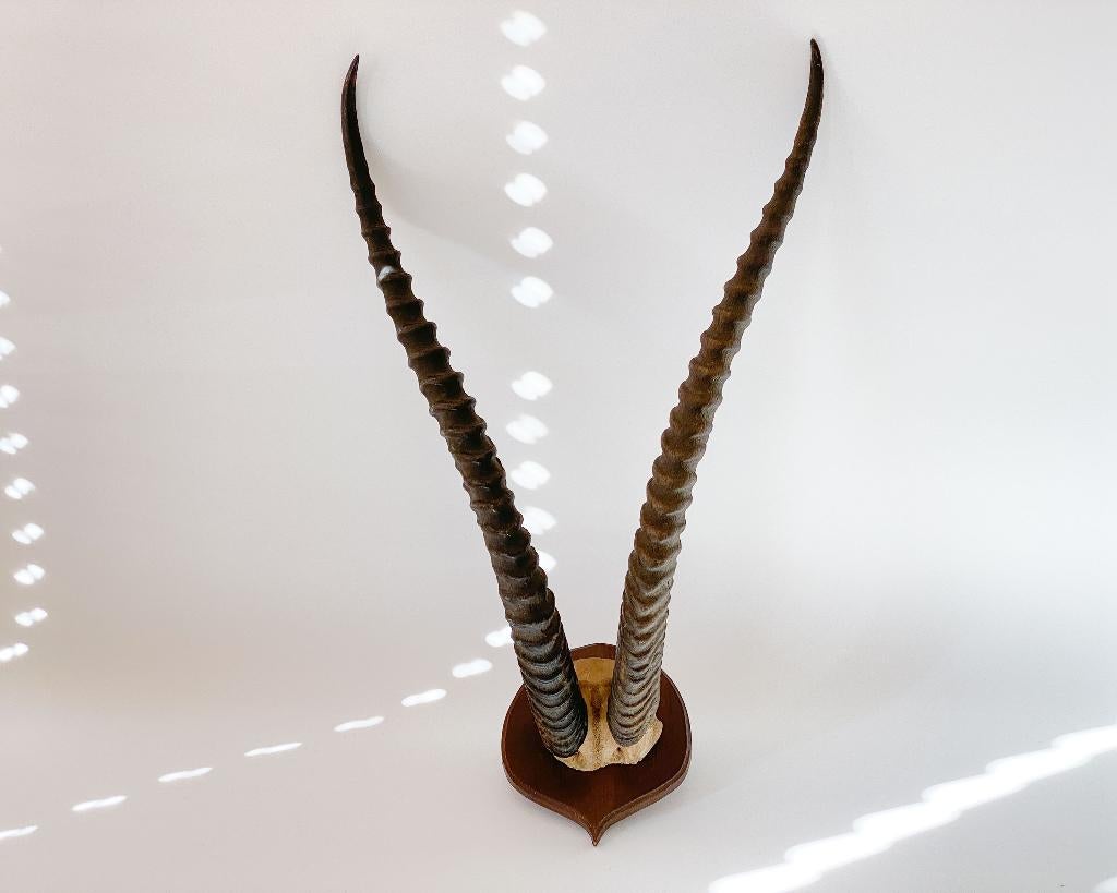 Vintage Thompon's Gazelle Horns: 1950S Taxidermy Wildlife, Ophalen, Gebruikt, Wild dier, Opgezet dier