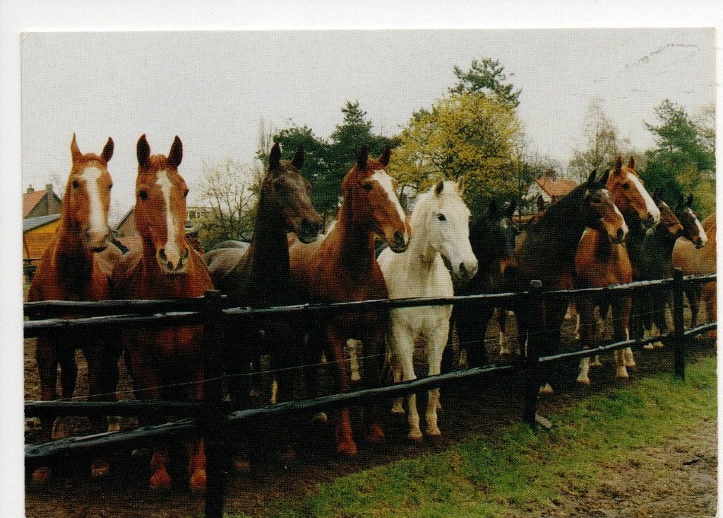 Ansichtkaart Nationaal Rusthuis Paarden "De Paardenkamp", Ophalen of Verzenden, 1980 tot heden, Ongelopen, Utrecht