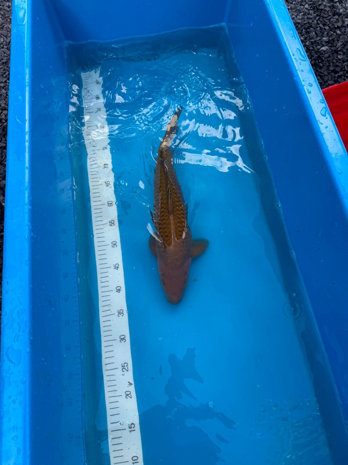 chagoi, Karper of Koi