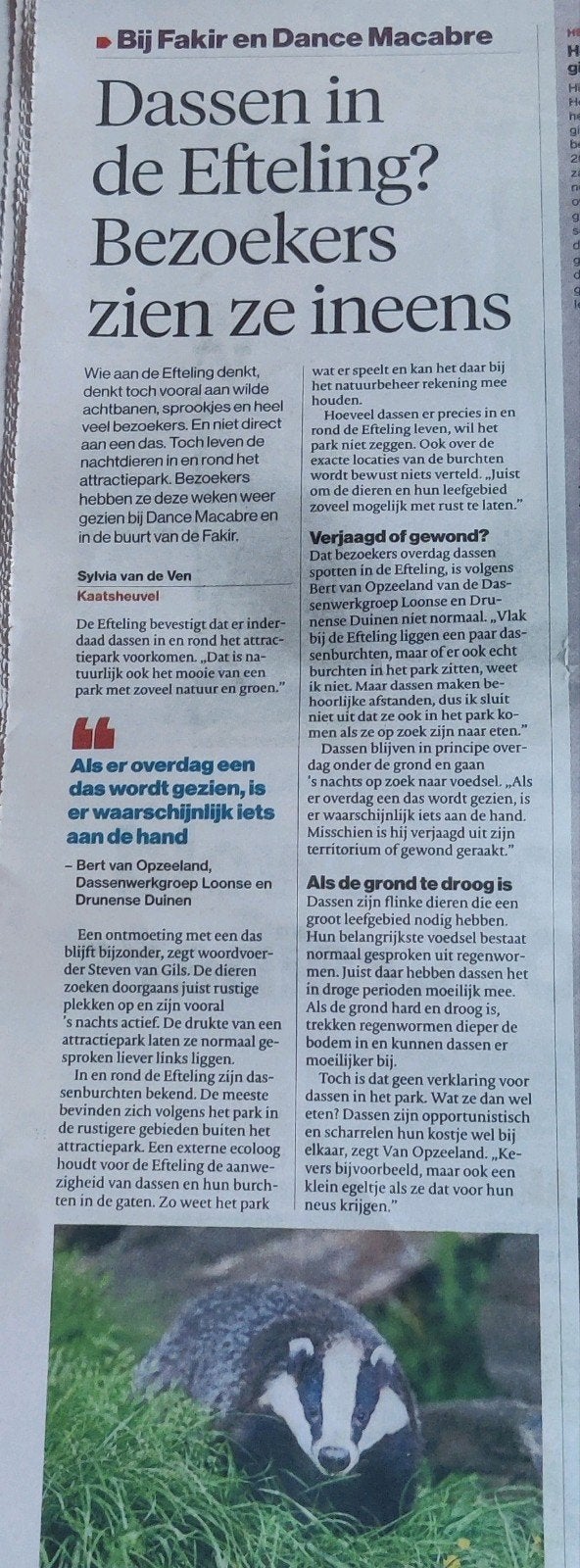 Efteling Krantenartikel: Dassen in de Efteling bij oa  Fakir, Ophalen of Verzenden, 1980 tot heden, Knipsel(s)