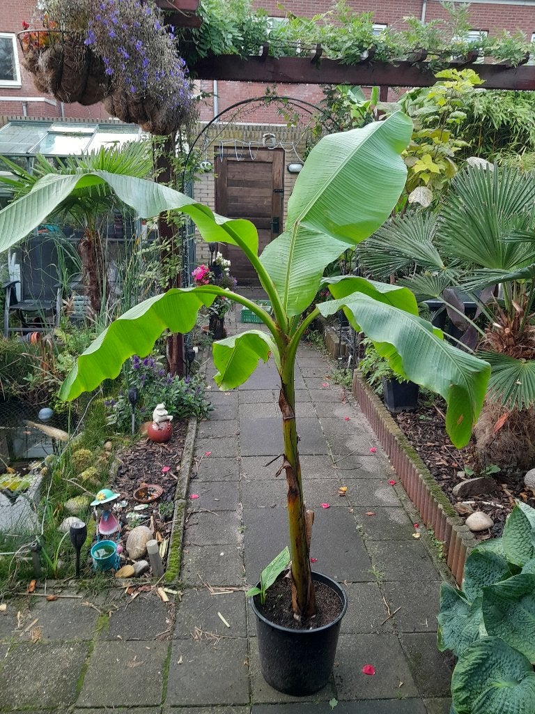 grote bananenplant, bananenboom musa, Ophalen of Verzenden, Overige soorten, Halfschaduw