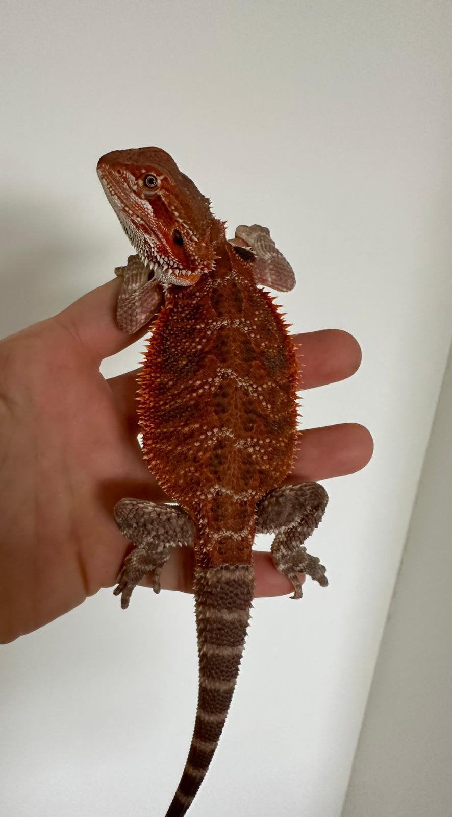 Mooie jonge red baardagaam man, Dieren en Toebehoren, Reptielen en Amfibieën, Hagedis, 0 tot 2 jaar