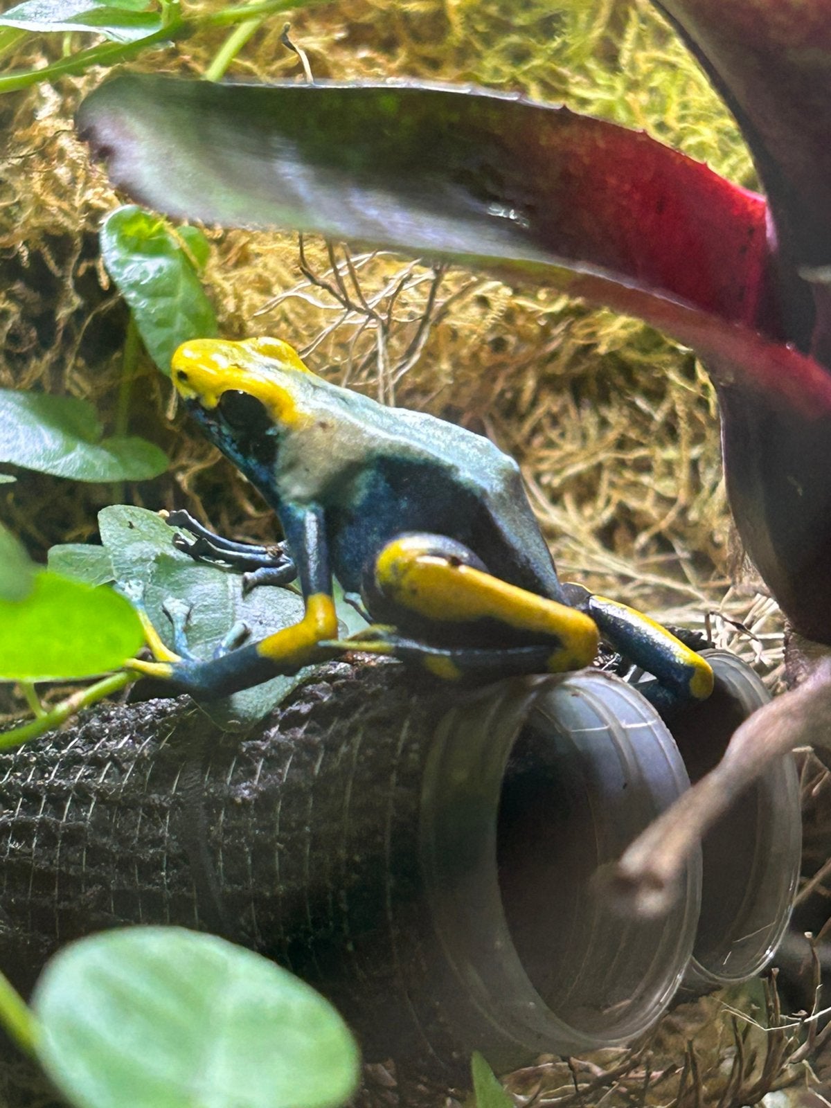 Dendrobates tinctorius tumucumaque Frog - male for sale from janssen